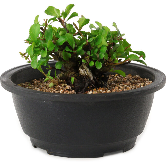 Chaenomeles speciosa, 10 cm, ± 25 years old