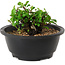 Chaenomeles speciosa, 10 cm, ± 25 years old