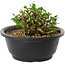 Chaenomeles speciosa, 10 cm, ± 25 years old