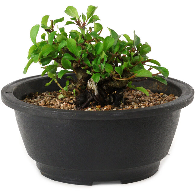 Chaenomeles speciosa, 10 cm, ± 25 years old
