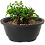 Chaenomeles speciosa, 10 cm, ± 25 years old