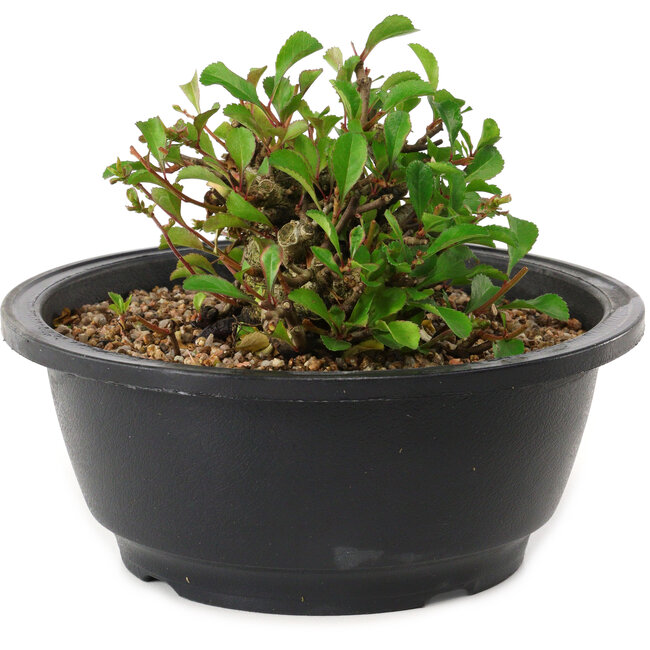Chaenomeles speciosa, 10 cm, ± 25 years old