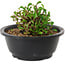 Chaenomeles speciosa, 10 cm, ± 25 jaar oud