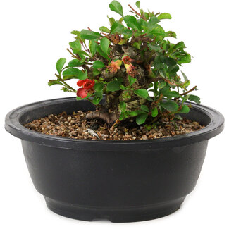 Chaenomeles speciosa, 10 cm, ± 25 years old