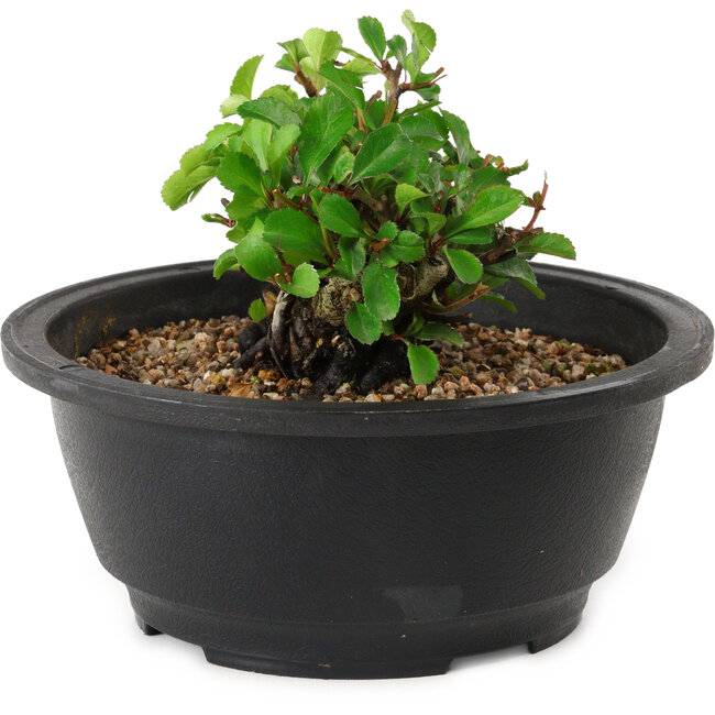Chaenomeles speciosa, 10 cm, ± 25 years old