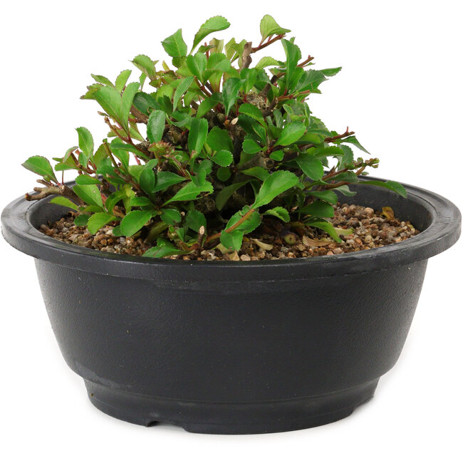 Chaenomeles speciosa, 10 cm, ± 25 years old