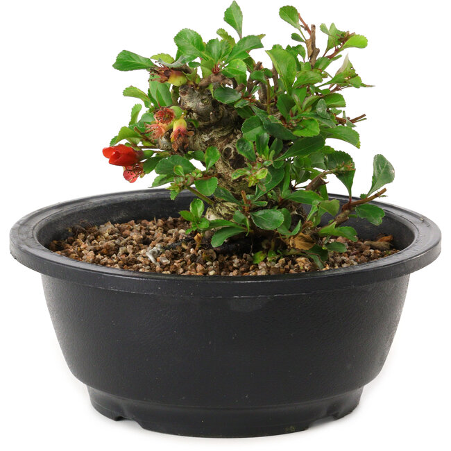 Chaenomeles speciosa, 10 cm, ± 25 years old
