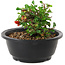 Chaenomeles speciosa, 10 cm, ± 25 years old