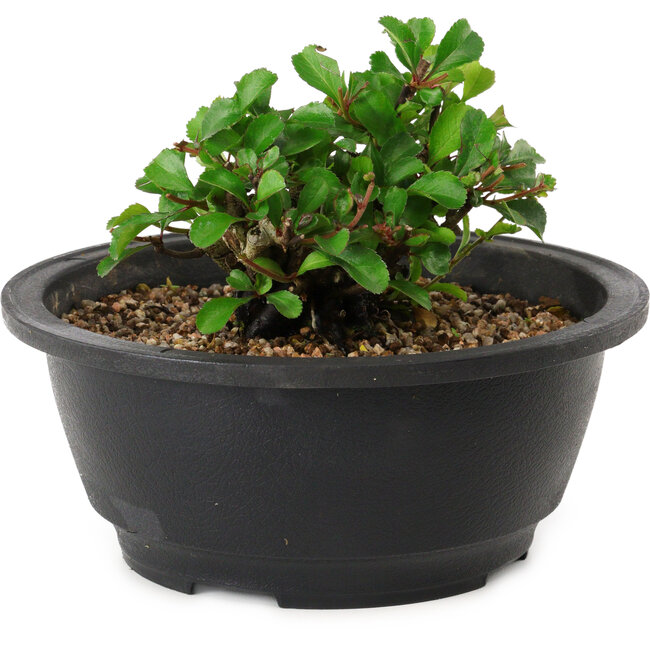 Chaenomeles speciosa, 10 cm, ± 25 years old
