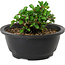 Chaenomeles speciosa, 10 cm, ± 25 years old