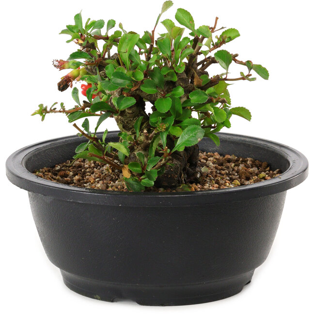 Chaenomeles speciosa, 10 cm, ± 25 years old