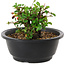 Chaenomeles speciosa, 10 cm, ± 25 years old