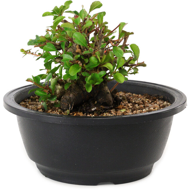 Chaenomeles speciosa, 10 cm, ± 25 years old