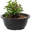 Chaenomeles speciosa, 10 cm, ± 25 years old