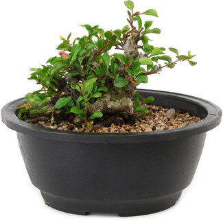 Chaenomeles speciosa, 10 cm, ± 25 years old