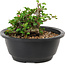 Chaenomeles speciosa, 10 cm, ± 25 years old