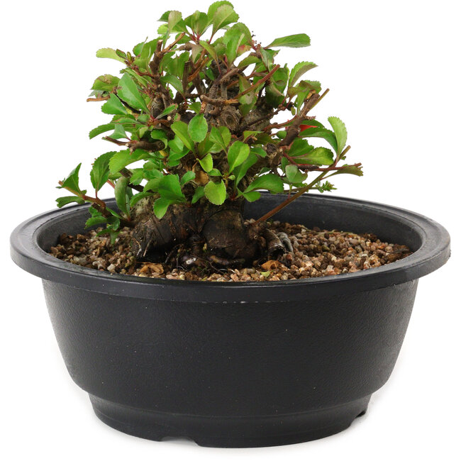 Chaenomeles speciosa, 10 cm, ± 25 years old