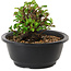 Chaenomeles speciosa, 10 cm, ± 25 years old