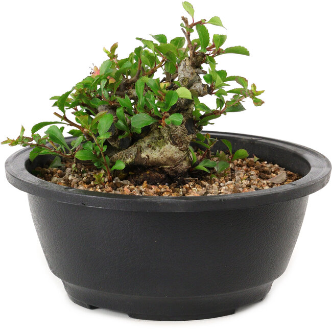 Chaenomeles speciosa, 10 cm, ± 25 years old