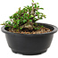 Chaenomeles speciosa, 10 cm, ± 25 years old