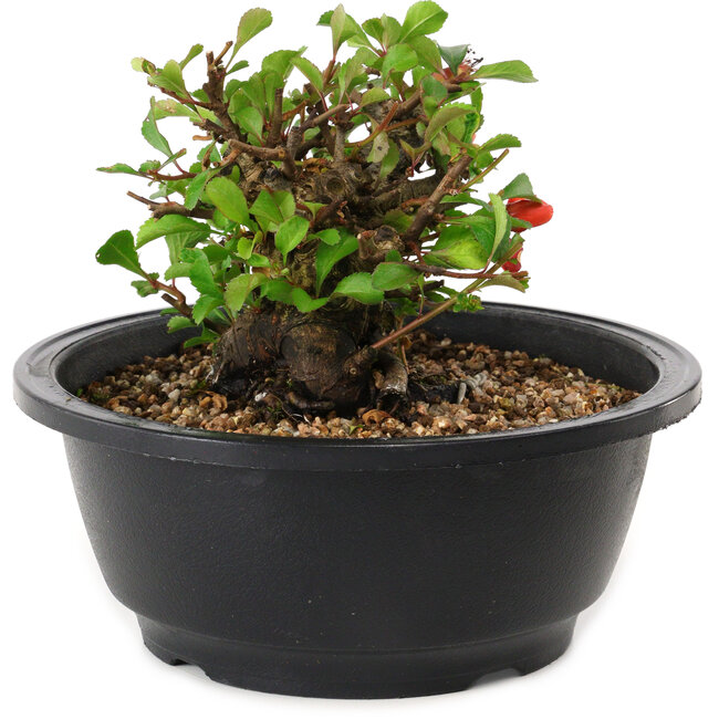 Chaenomeles speciosa, 10 cm, ± 25 years old