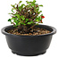 Chaenomeles speciosa, 10 cm, ± 25 years old