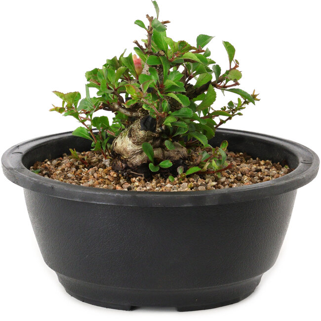 Chaenomeles speciosa, 10 cm, ± 25 years old