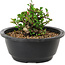 Chaenomeles speciosa, 10 cm, ± 25 years old
