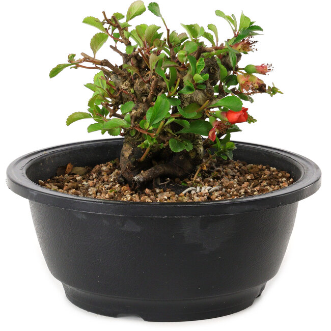 Chaenomeles speciosa, 10 cm, ± 25 years old