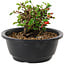 Chaenomeles speciosa, 10 cm, ± 25 Jahre alt