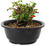 Chaenomeles speciosa, 10 cm, ± 25 years old
