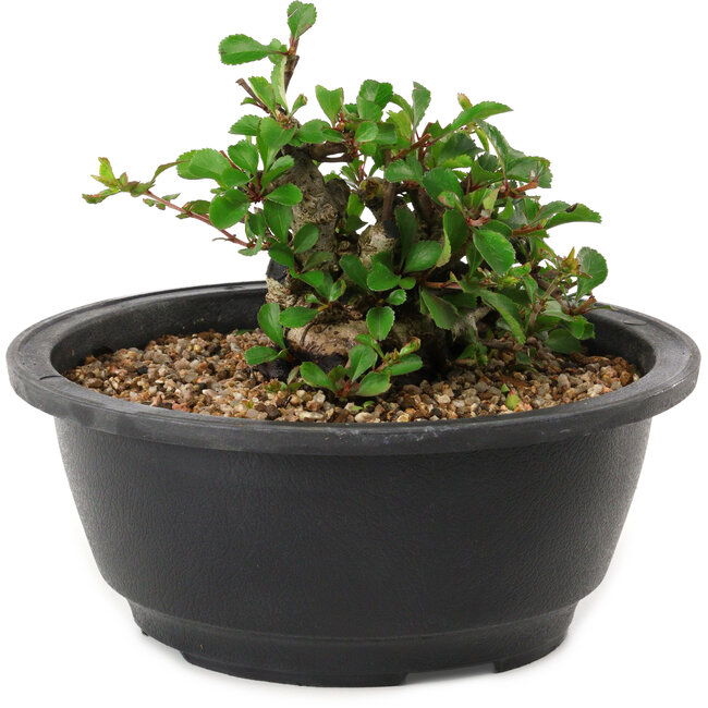 Chaenomeles speciosa, 10 cm, ± 25 years old