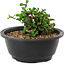 Chaenomeles speciosa, 10 cm, ± 25 years old