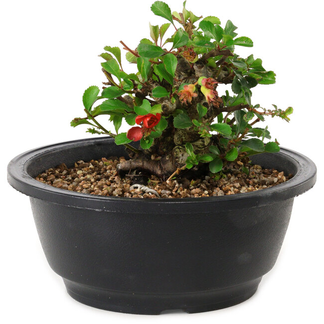 Chaenomeles speciosa, 10 cm, ± 25 years old