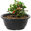 Chaenomeles speciosa, 10 cm, ± 25 years old