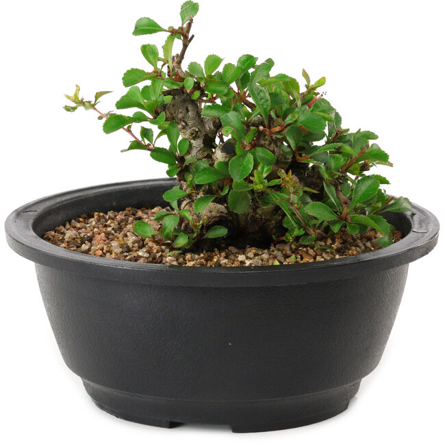 Chaenomeles speciosa, 10 cm, ± 25 years old