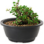 Chaenomeles speciosa, 10 cm, ± 25 years old