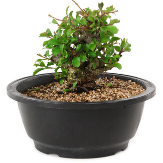 Chaenomeles speciosa, 10 cm, ± 25 years old