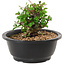 Chaenomeles speciosa, 10 cm, ± 25 years old