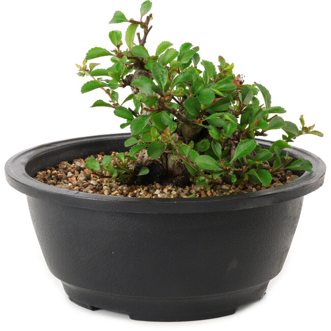 Chaenomeles speciosa, 10 cm, ± 25 years old