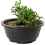 Chaenomeles speciosa, 10 cm, ± 25 years old