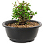 Chaenomeles speciosa, 10 cm, ± 25 years old