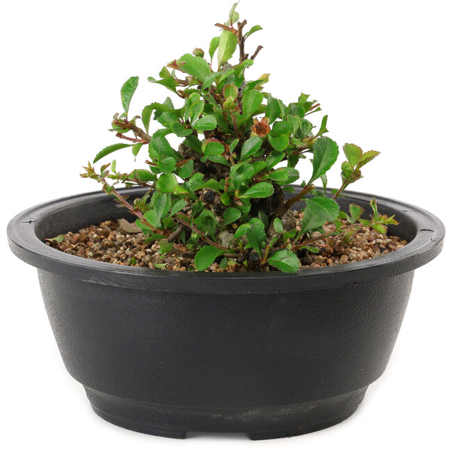 Chaenomeles speciosa, 10 cm, ± 25 years old