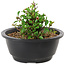 Chaenomeles speciosa, 10 cm, ± 25 years old