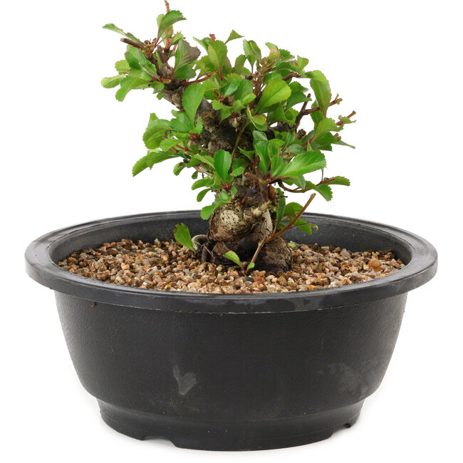 Chaenomeles speciosa, 10 cm, ± 25 years old