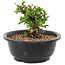Chaenomeles speciosa, 10 cm, ± 25 years old