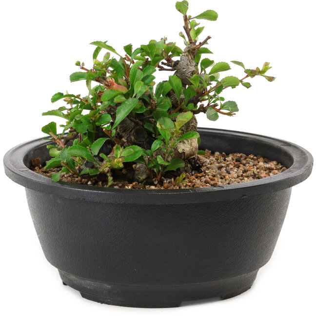 Chaenomeles speciosa, 10 cm, ± 25 years old