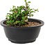 Chaenomeles speciosa, 10 cm, ± 25 years old