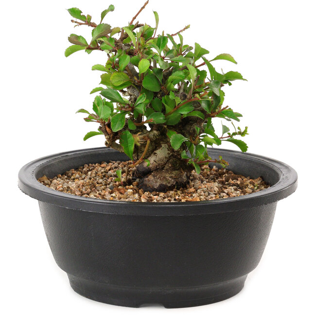 Chaenomeles speciosa, 10 cm, ± 25 years old