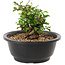Chaenomeles speciosa, 10 cm, ± 25 years old